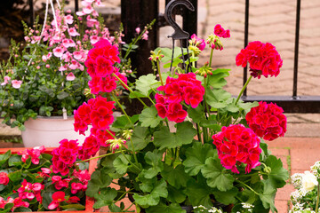 Fototapeta na wymiar Flower pot with red geranium flowers at the flower market.