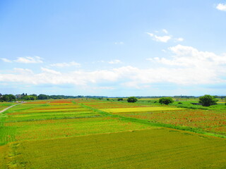 広い田園