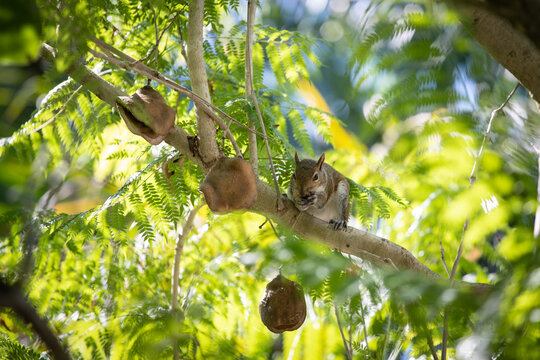 écureuil dans un arbre exotique en Floride