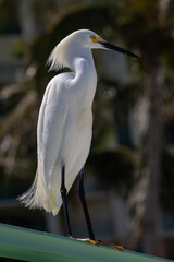 oiseau exotique de Floride, Héron blanc ou aigrette près d'une plage
