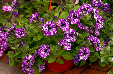 Fototapeta na wymiar Flower pot with purple petunia flowers at the flower market.