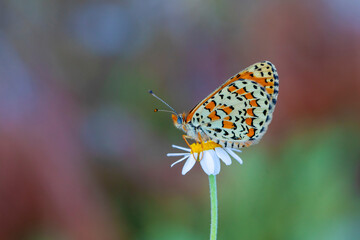Beautiful iparhan butterfly ; Melitaea trivia ( Syriaca )