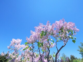 リラ冷えの川下公園