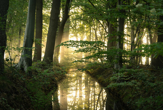 The green forest reflected in a ditch during a tranquil, foggy sunrise.