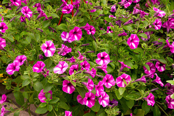 Flower pot with bright pink petunia flowers at the flower market.