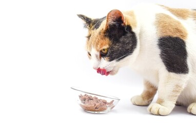 cat eats wet food
