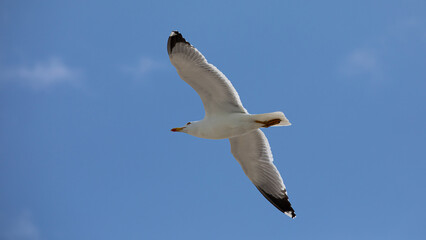 Himmel, blau, fliegen, flug, segeln