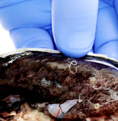 A hake infected with the nematode parasite Anisakis 