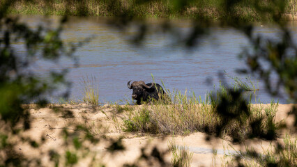 Cape buffalo in the wild