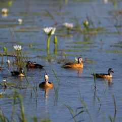 a family of African pygmy goose