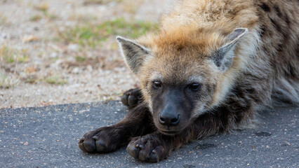 close up photo of a young spotted hyena