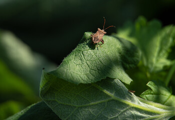 a brown bug sits on a burdock leaf