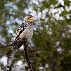 a yellow billed hornbill perched in a tree