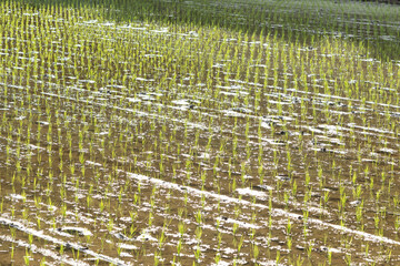 Rice field filled with water｜水を張った田んぼ