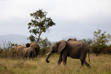 A small herd of African elephants