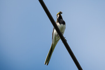 a white wagtail holds a dragonfly in its beak