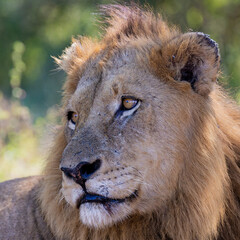 Close up of a mature male lion in Kruger