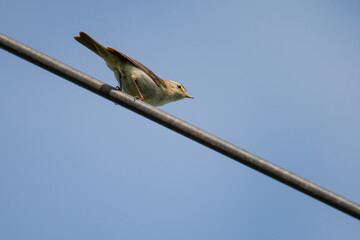 a warbler bird sits on an antenna against the sky