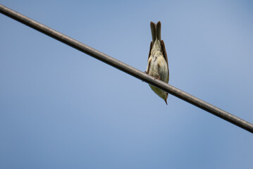 a warbler bird sits on an antenna against the sky