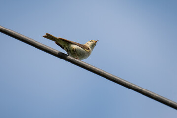 a warbler bird sits on an antenna against the sky
