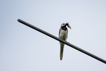 great white wagtail with a dragonfly in its beak