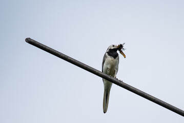 great white wagtail with a dragonfly in its beak