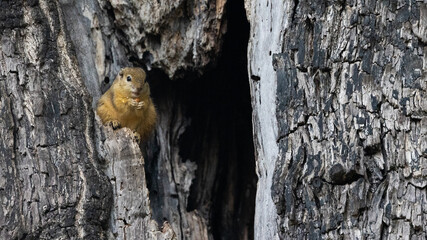 a tree squirrel in a tree