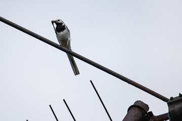 great white wagtail with a dragonfly in its beak