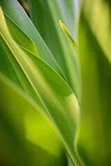 Obraz premium green leaves background