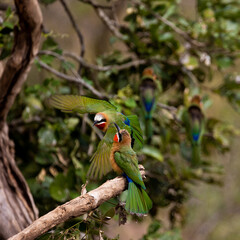 White-fronted bee-eaters in the wild