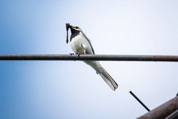 great white wagtail with a dragonfly in its beak