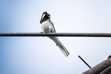 great white wagtail with a dragonfly in its beak