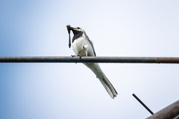 great white wagtail with a dragonfly in its beak