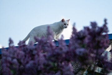 a white cat walks on the roof of a village house