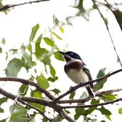 a chinspot batis perched in a tree