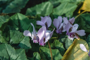 pink flowers in the garden