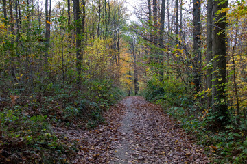 Obraz premium path in the woods