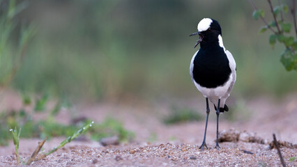 a blacksmith lapwing at eye level