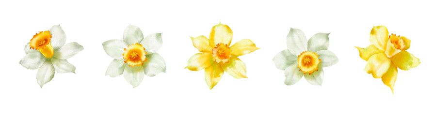 Watercolor illustration - Garden flowers, daffodils, narcissus