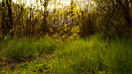 Fototapeta premium grass in the morning