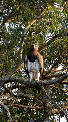Martial eagle perched in a tree