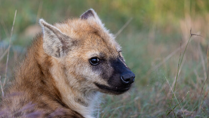 close up photo of a young spotted hyena