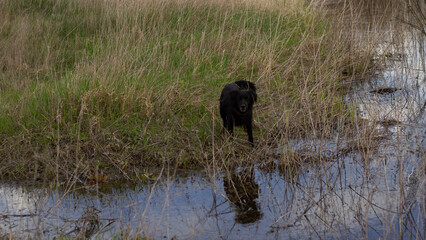 black dog walking in the lake
