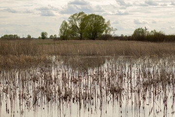 reeds on the lake