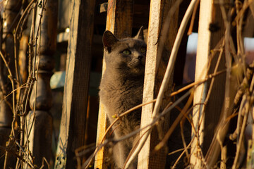 cat on the fence