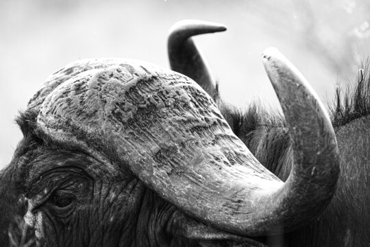 Cape buffalo in the wild