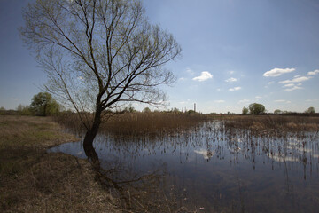 tree in the water