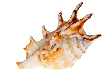 Single snail sea shell of Lambis lambis known as spider conch, isolated on white background, close up