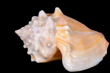 Single sea shell of Aliger gigas known as the queen conch isolated on black background, close up