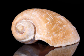 Single sea shell of sea snail isolated on black background, mirror reflection